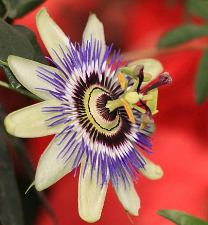 Passiflora caerulea 40-80cm | Blue passionflower