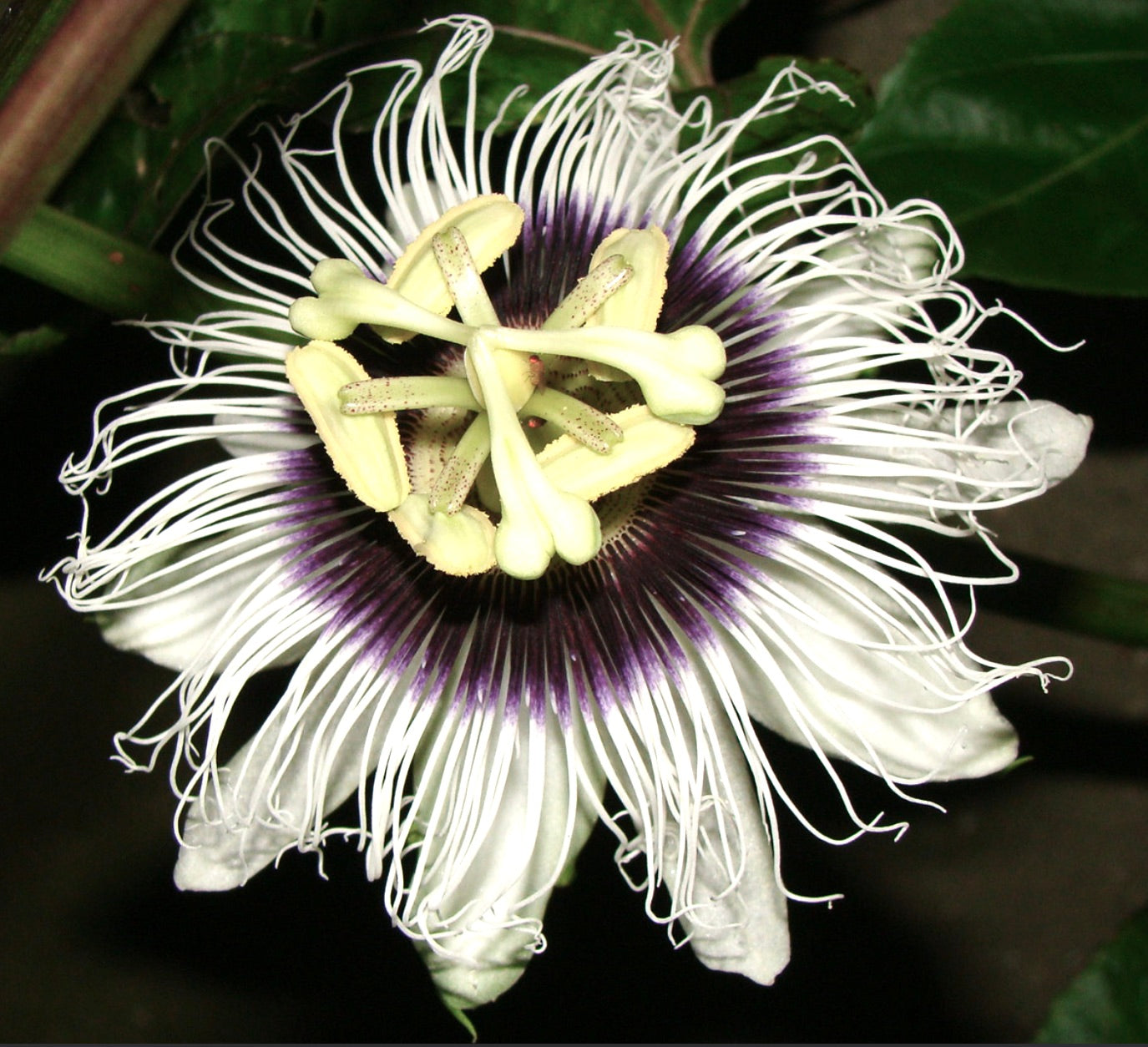 Passiflora edulis flower with intricate white and purple filaments and pale yellow stamens