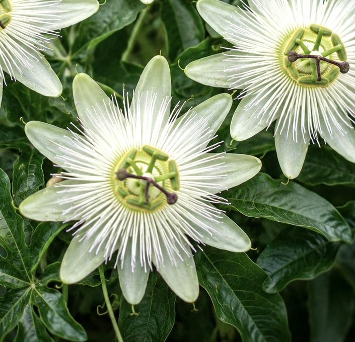 Passiflora incarnata cv SNOWSTAR 40-80cm | Maypop | Wild passionflower