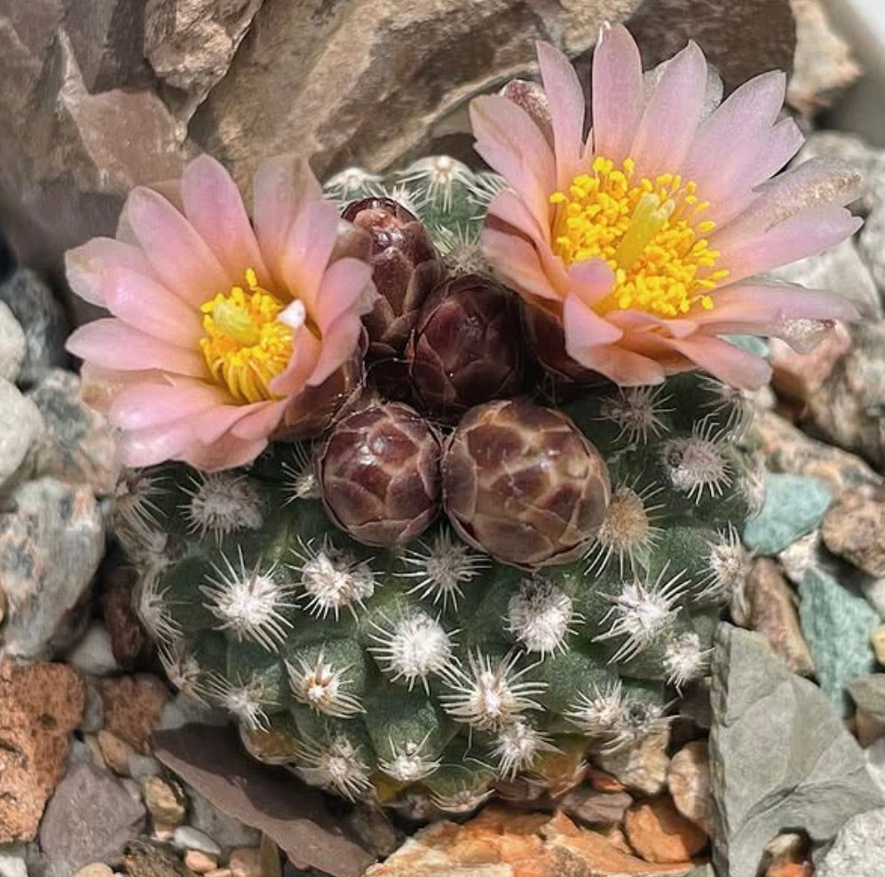 Pediocactus knowltoni small green cactus with white spines and pink flowers with yellow centers