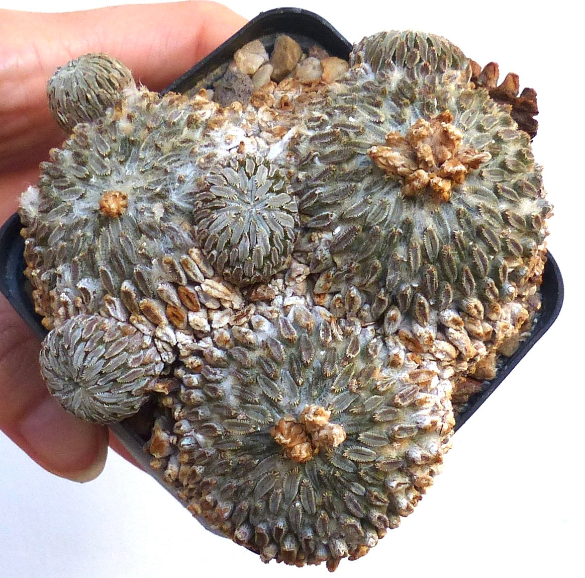 Pelecyphora aselliformis raro cactus succulento con tubercoli grigio-verdi strutturati in vaso piccolo