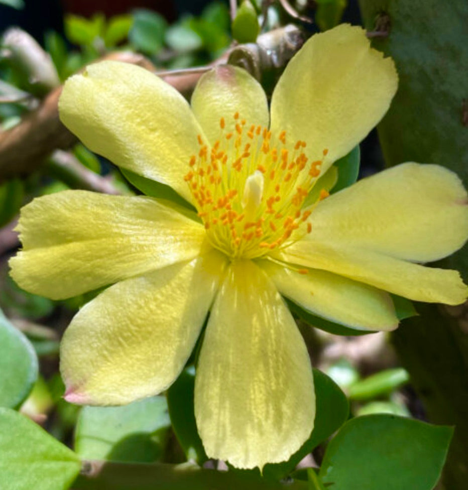 Pereskiopsis velutina 10 Unrooted cuttings 5-10cm