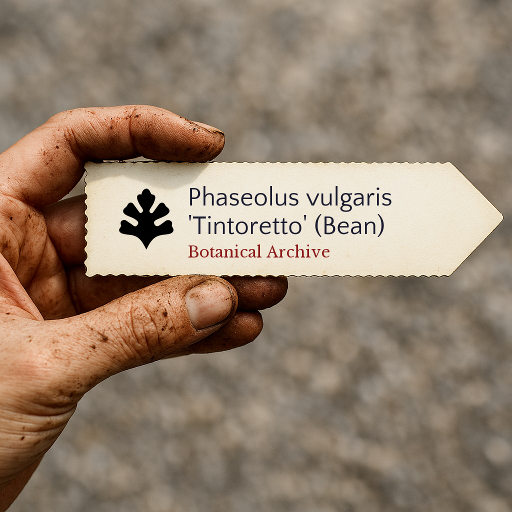 Phaseolus vulgaris 'Tintoretto' | Bean | 750 SEEDS