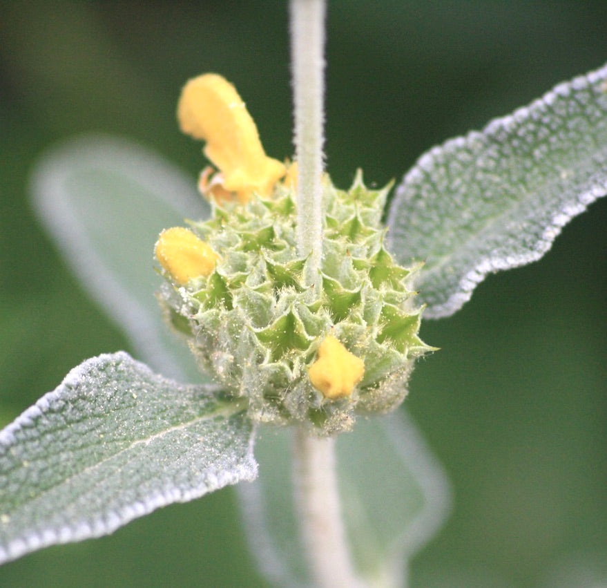 Phlomis fruticosa 40-70cm | Jerusalem sage | Yellow phlomis