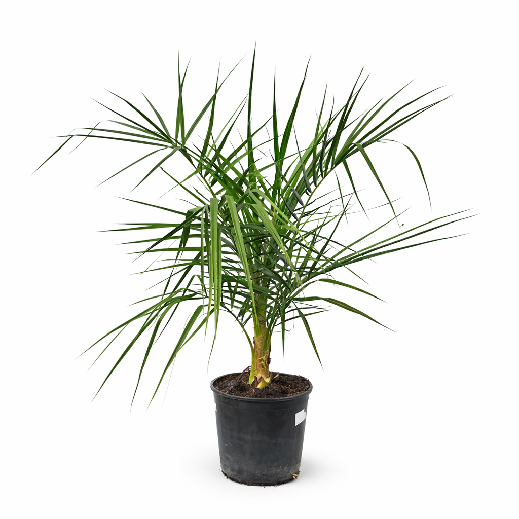 Phoenix andamanensis 10-30cm | Andaman Island date palm | Andaman palm