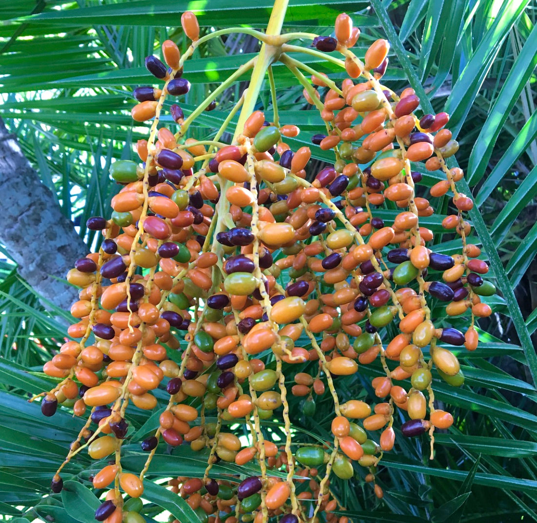 Phoenix reclinata 15-30cm | Senegal date palm | Reclining date palm