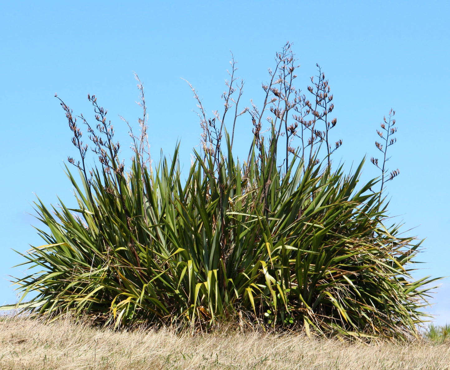 Phormium tenax dense green sword-shaped leaves with tall flowering stalks against blue sky
