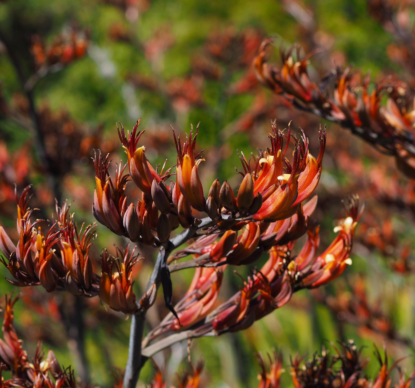 Phormium tenax vibrant orange tubular flowers with dark stems in natural outdoor setting