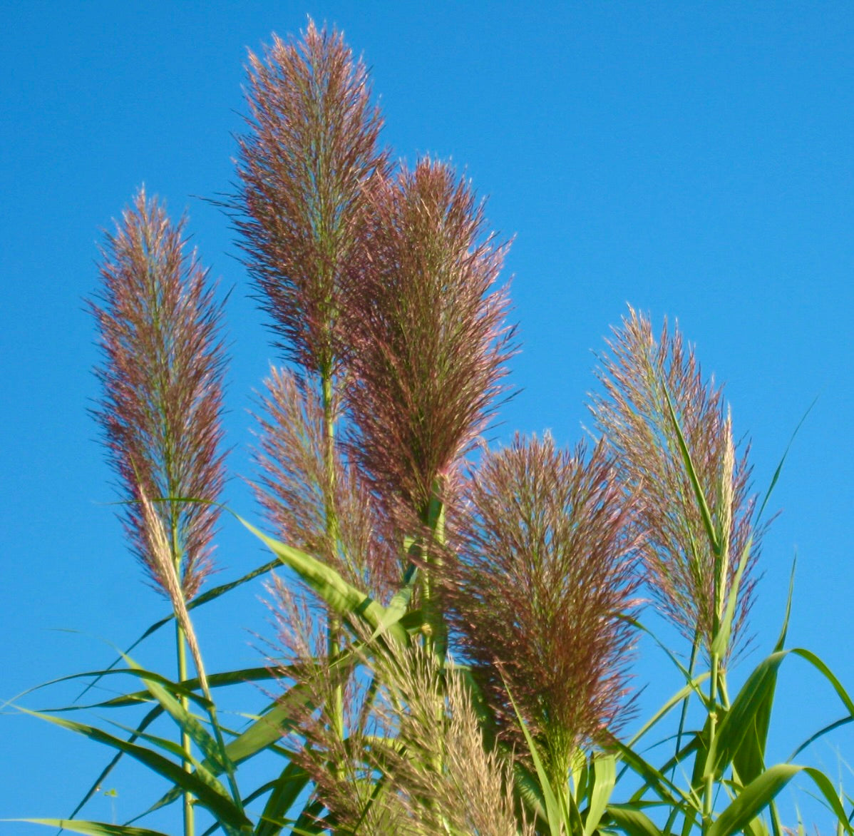 Phragmites australis tall reed grass with feathery purple-brown plumes against blue sky