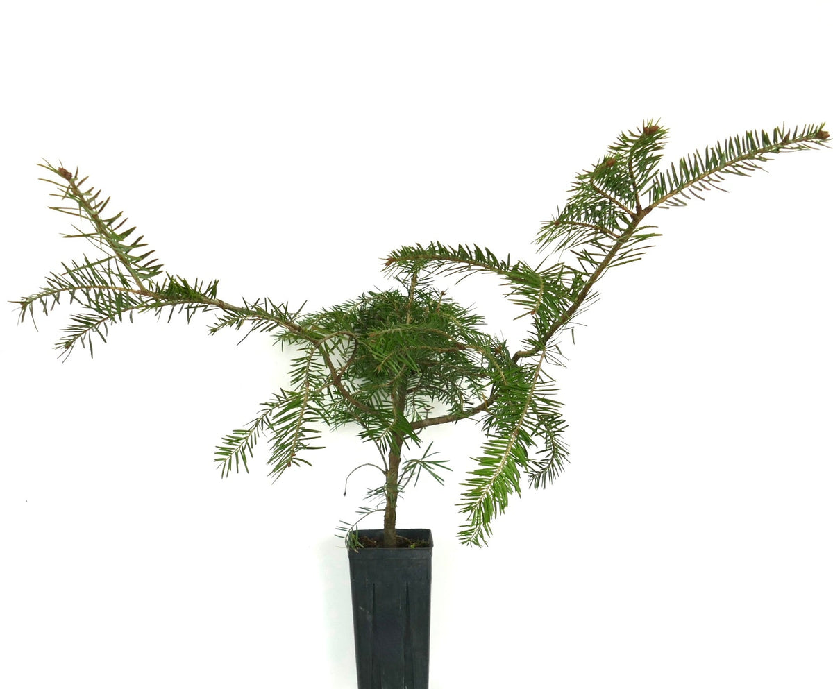 Picea abies 10-25cm | Norway spruce | European spruce