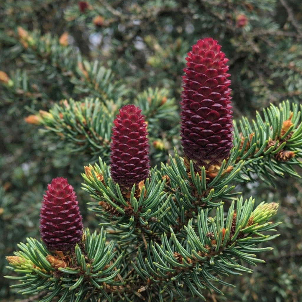 Picea asperata 30-35cm | Dragon spruce | Chinese spruce
