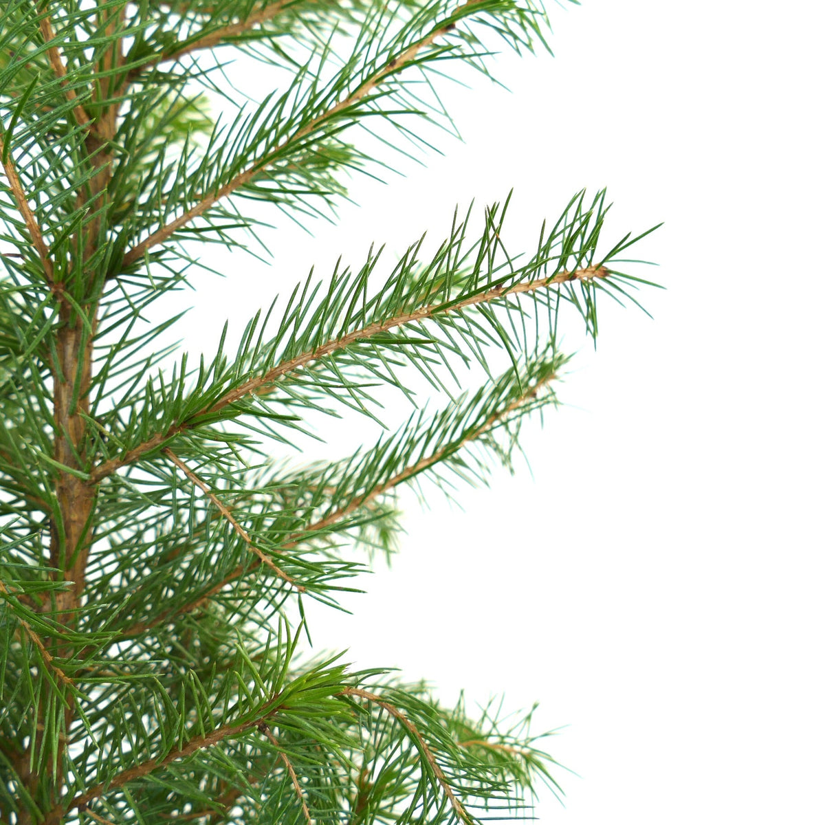 Picea omorika 100-125cm | Serbian spruce | Omorika spruce