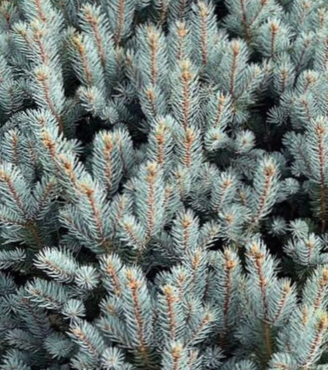 Picea pungens cv ISELI FASTIGATA aghi densi verde-blu con struttura di ramificazione eretta