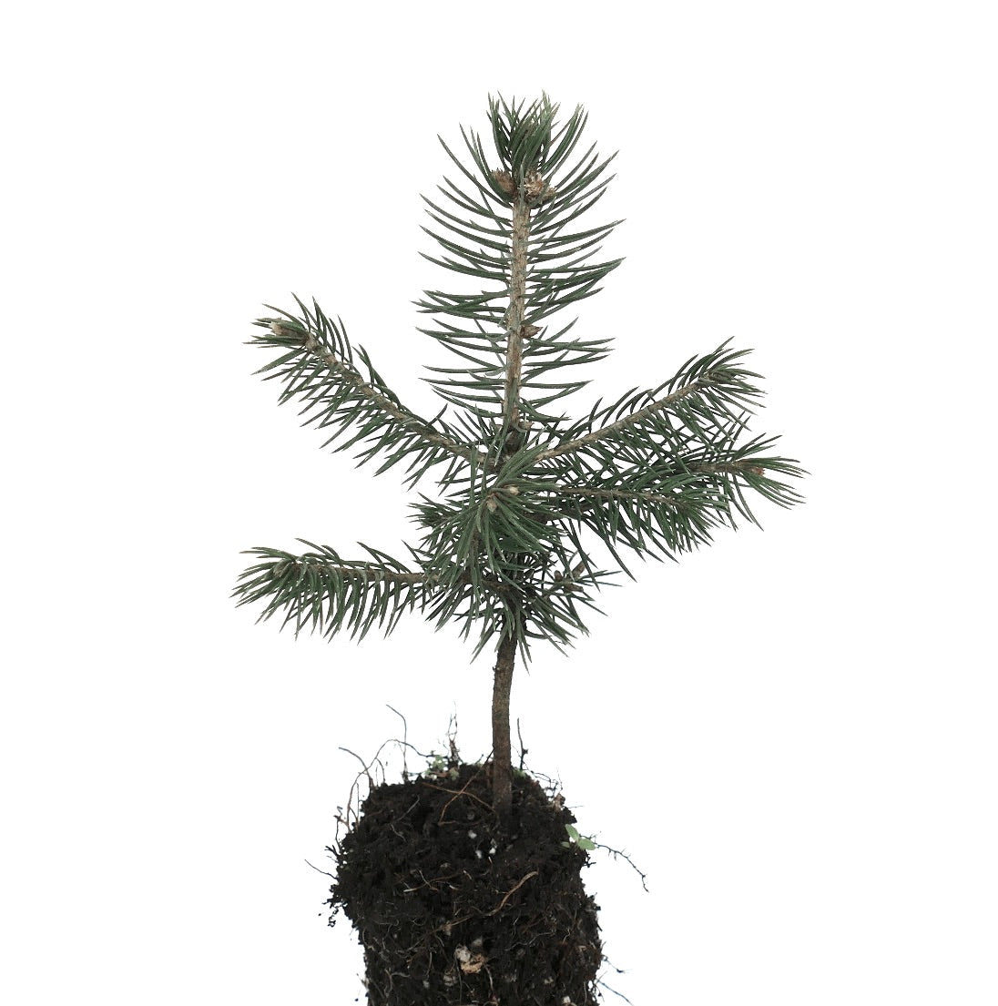 Giovane piantina di conifera Picea pungens glauca con aghi blu-verdi e crescita compatta
