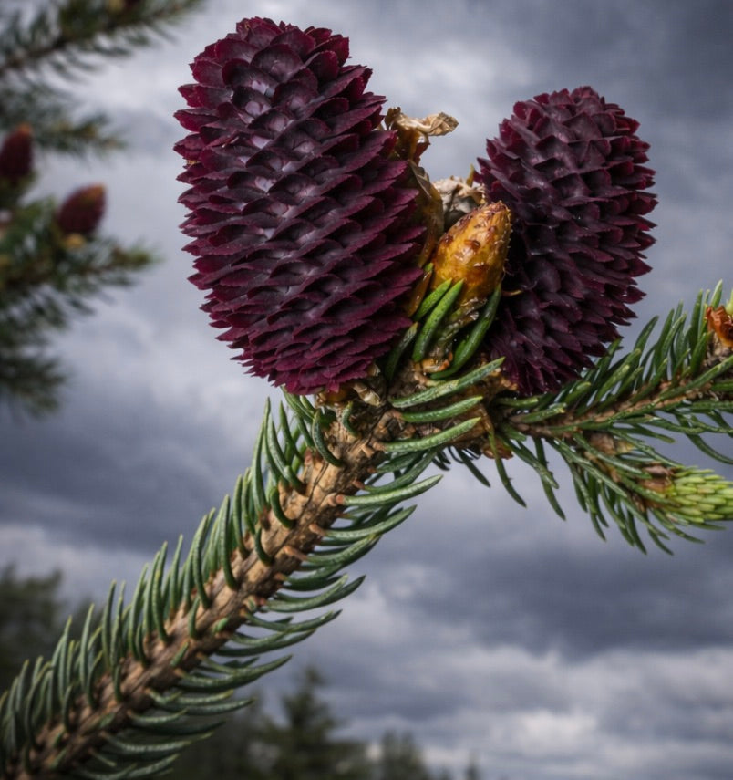 Picea purpurea 20-30cm | Purple spruce | Purple cone spruce
