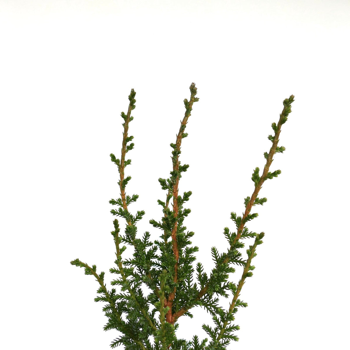 Pilgerodendron uviferum 70-80cm | Patagonian cypress