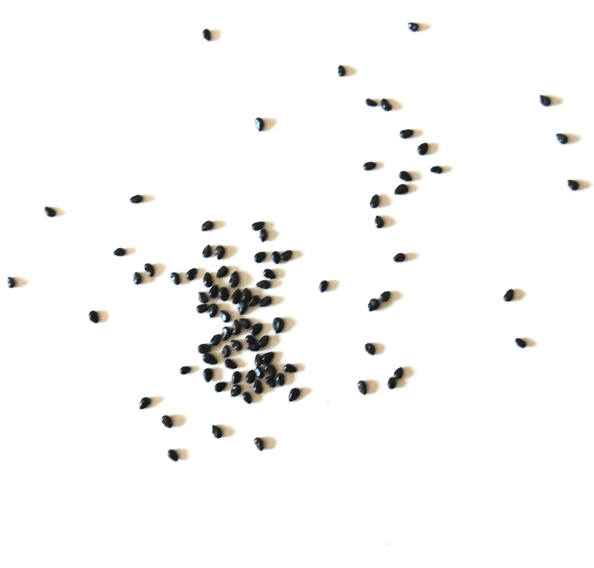 Semi di piccolo cactus nero Pilosocereus azureus sparsi su sfondo bianco
