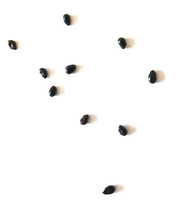 Pilosocereus azureus black cactus seeds scattered on white background