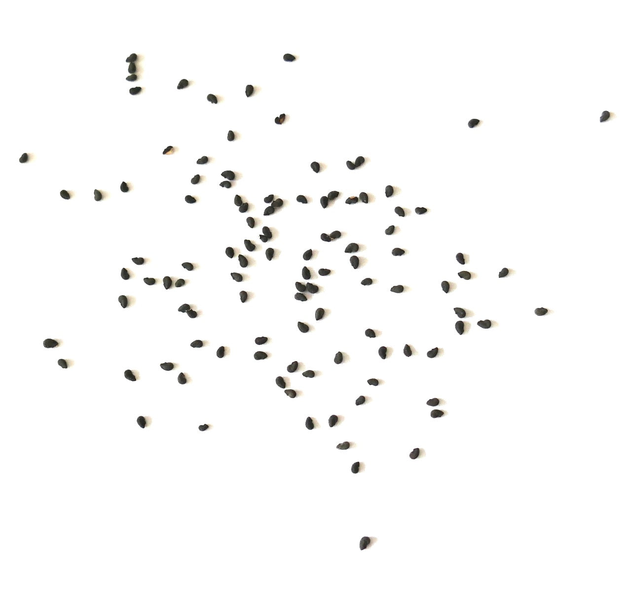 Pilosocereus bradei small black cactus seeds scattered on white background