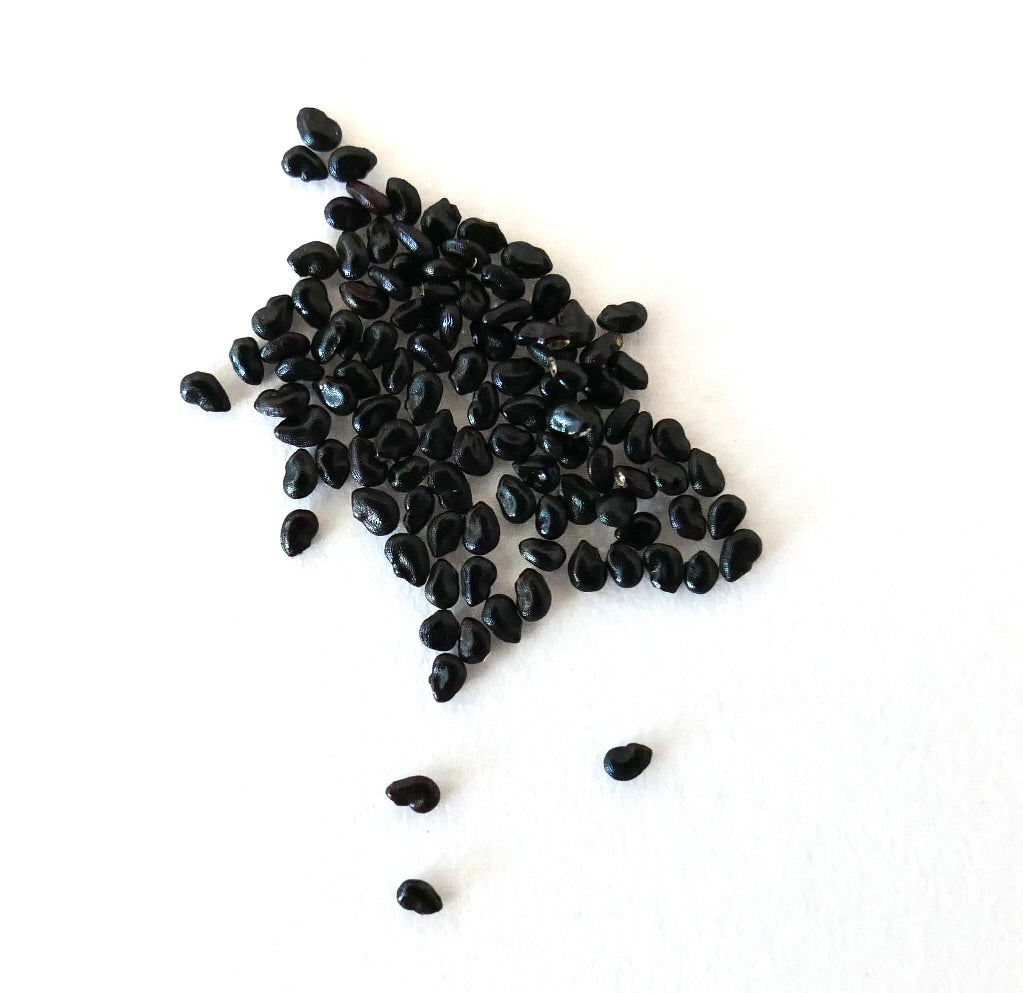 Pilosocereus chrysostele subsp. cearensis black cactus seeds on white background