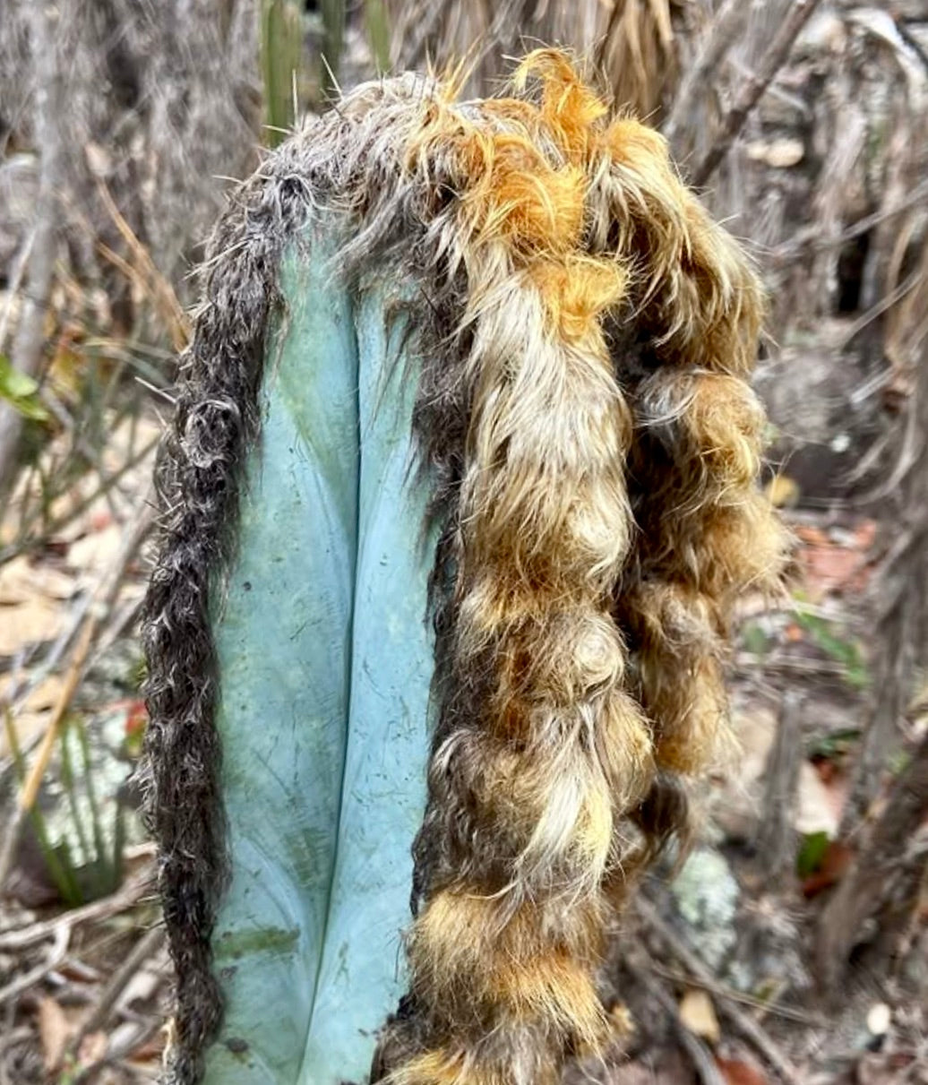 Pilosocereus fulvilanatus cactus stem with dense yellow and brown woolly hairs and blue-green ribs