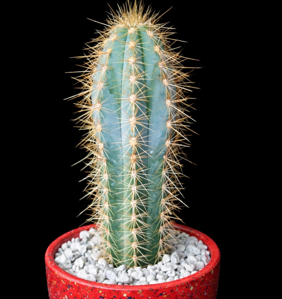 Pilosocereus menesianus raro cactus blu-verde con lunghe spine gialle in vaso rosso