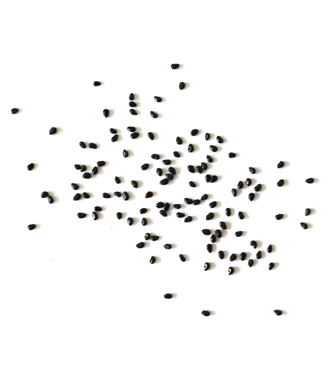 Pilosocereus pachycladus black cactus seeds scattered on white background