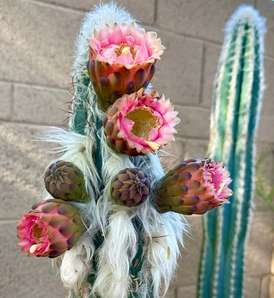 Pilosocereus palmeri cactus with white woolly spines and pink blooming flowers
