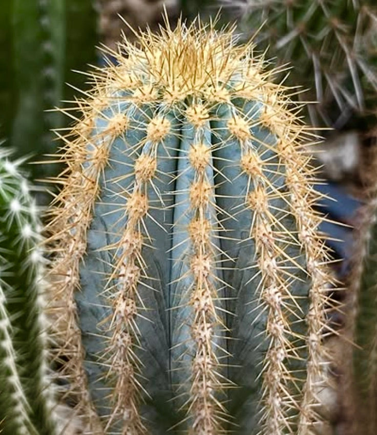 Pilosocereus pernambucoensis rare blue-green cactus with golden spines and ribbed structure