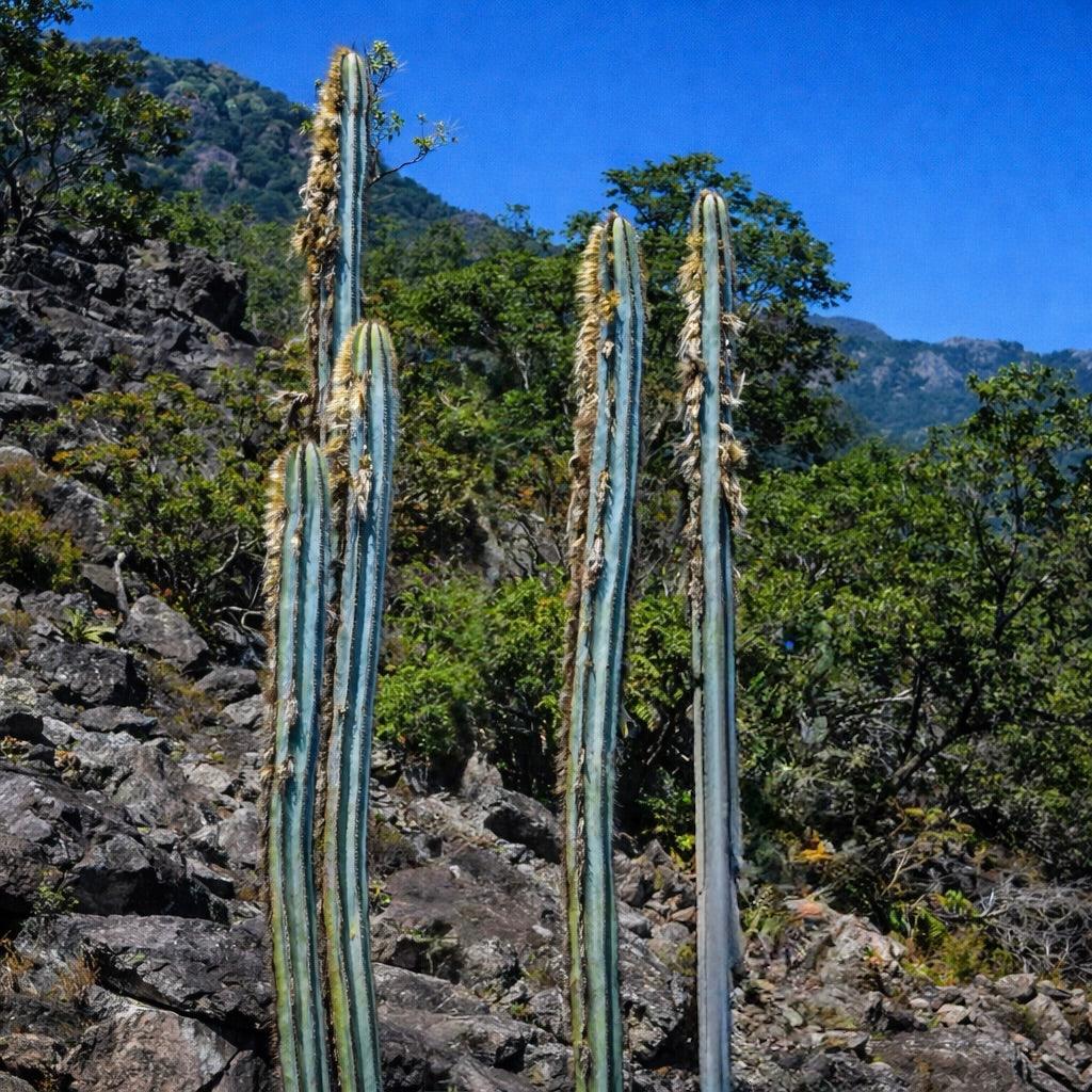 Pilosocereus roseana tall blue-green columnar cactus with golden woolly areoles in rocky habitat