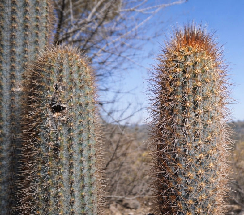 Pilosocereus zehntnerii tall blue-green cactus with dense orange spines in desert environment