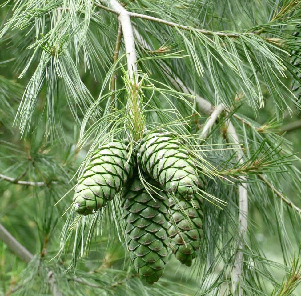 Pinus armandii | Chinese White Pine | David's Pine | SEEDS