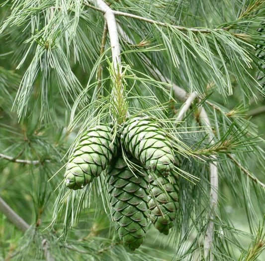 Pinus armandii | Chinese White Pine | David's Pine | SEEDS