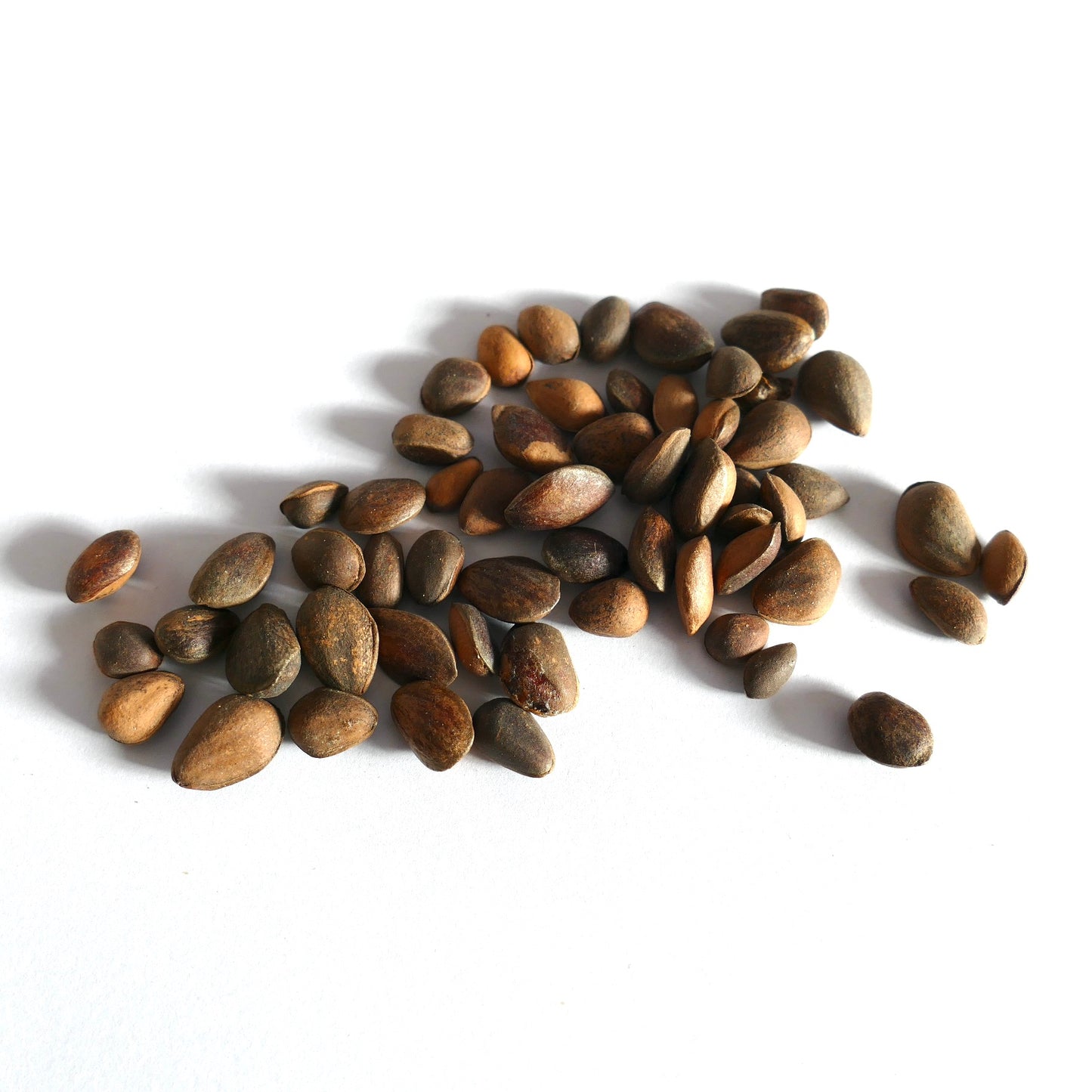 Pinus armandii | Chinese White Pine | David's Pine | SEEDS