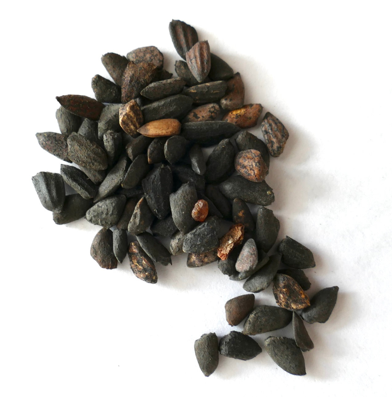 Pinus attenuata dark brown conifer seeds on white background