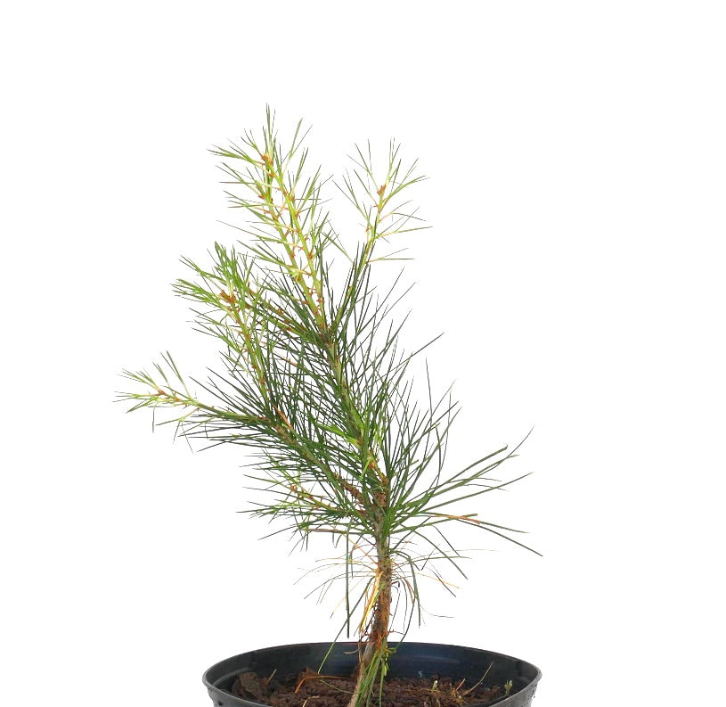 Pinus bungeana young slender pine with thin green needles in black nursery pot