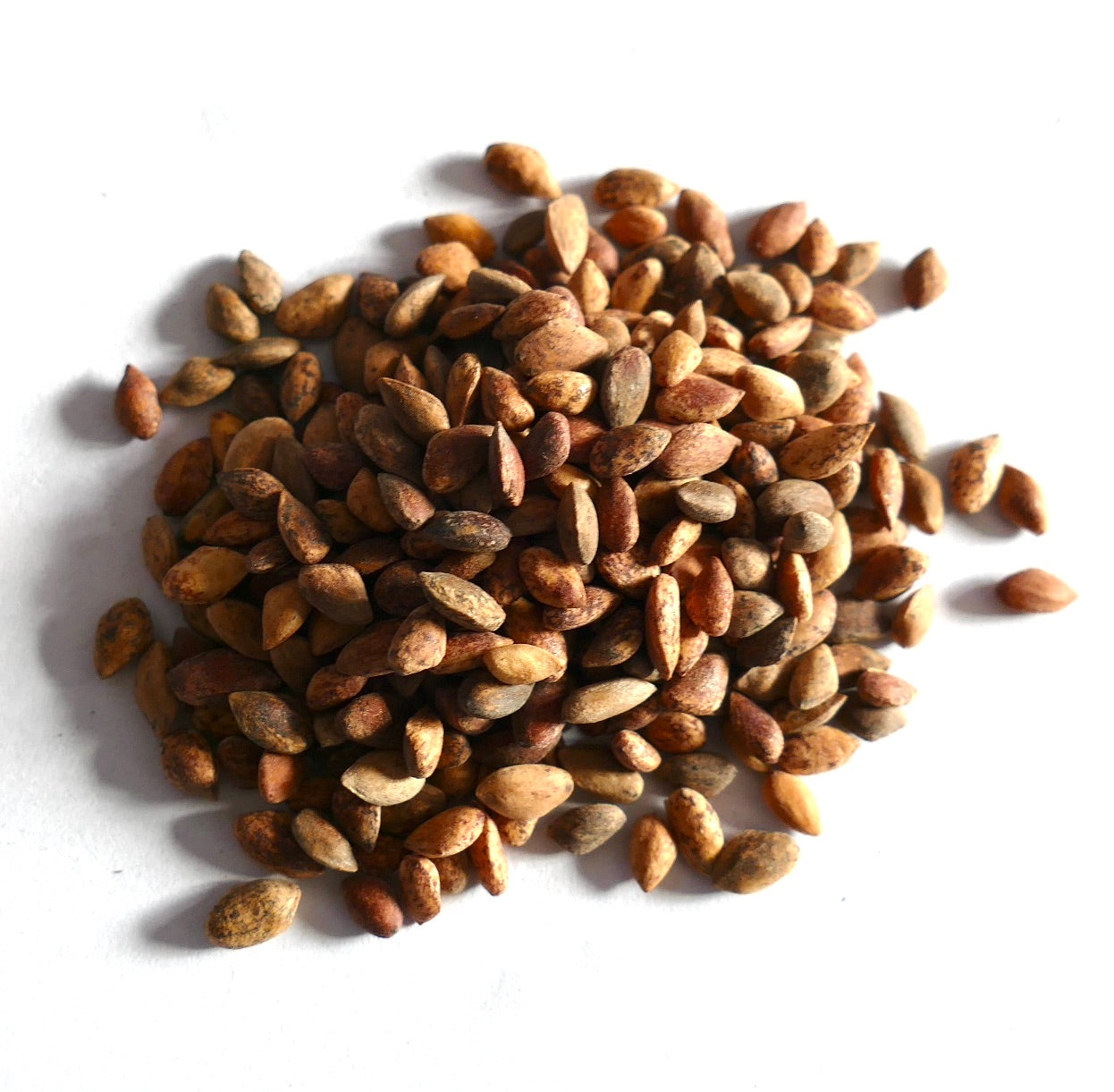 Pinus caribaea var hondurensis | Honduran Caribbean Pine | SEEDS