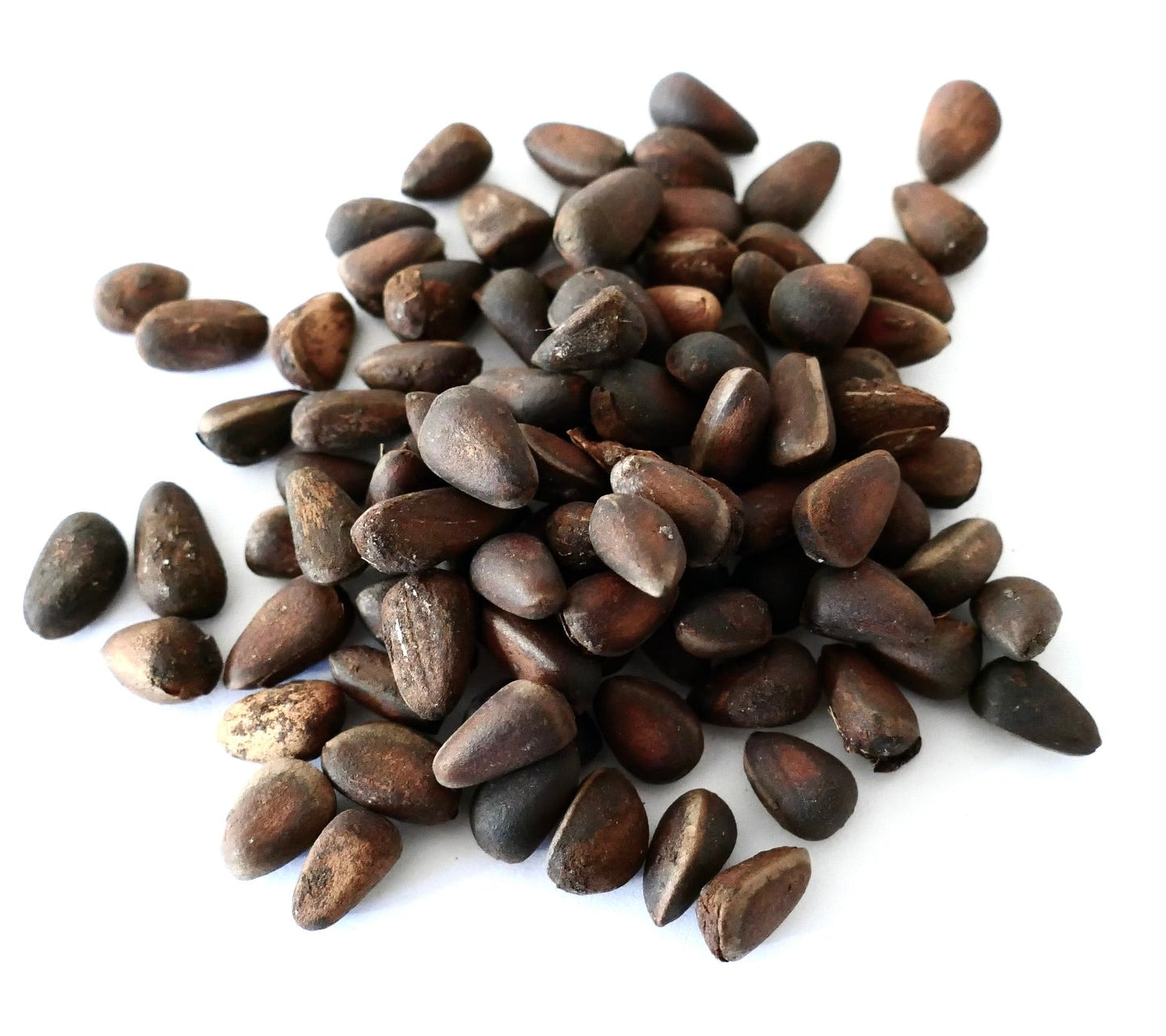 Semi di Pinus cembra marrone scuro con superficie dalla texture liscia su sfondo bianco