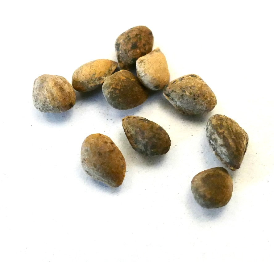 Pinus engelmannii seeds close-up on white background for tree propagation