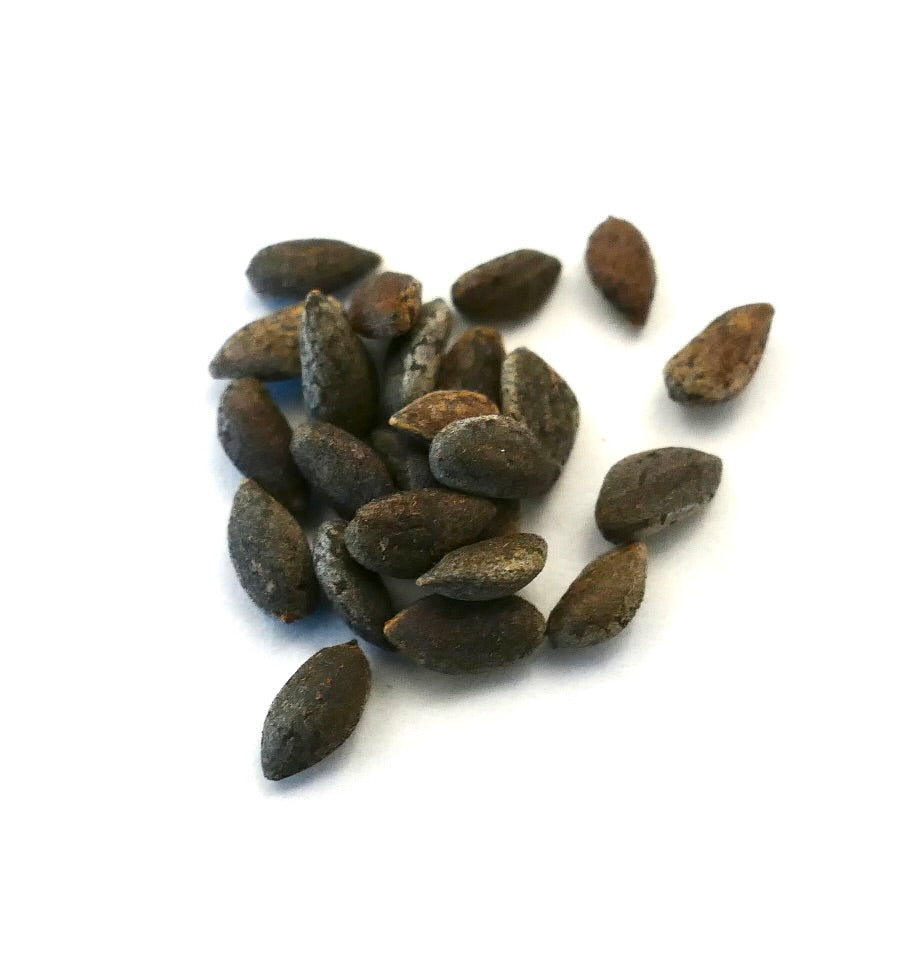Semi marrone scuro di Pinus halepensis per la propagazione del pino mediterraneo