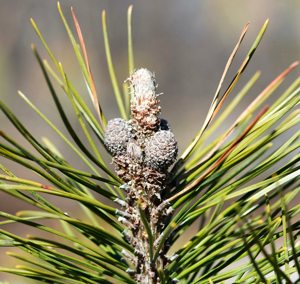 Pinus mugo close-up with green needles and developing pine cones on branch