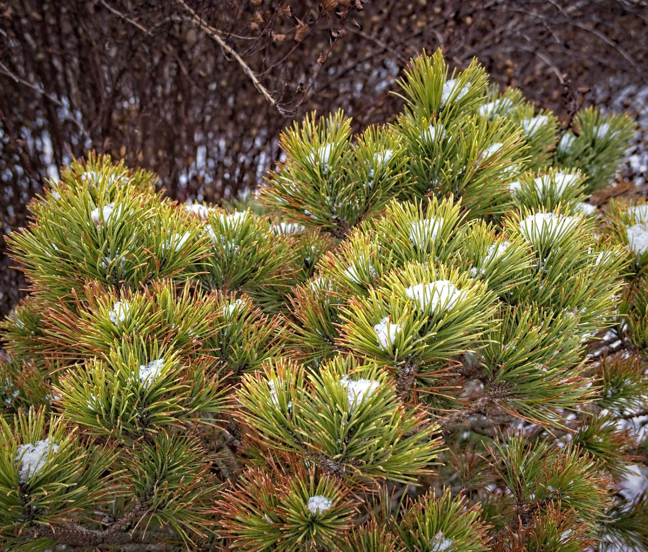 Pinus mugo var. mughus dense evergreen shrub with needle clusters and light snow patches