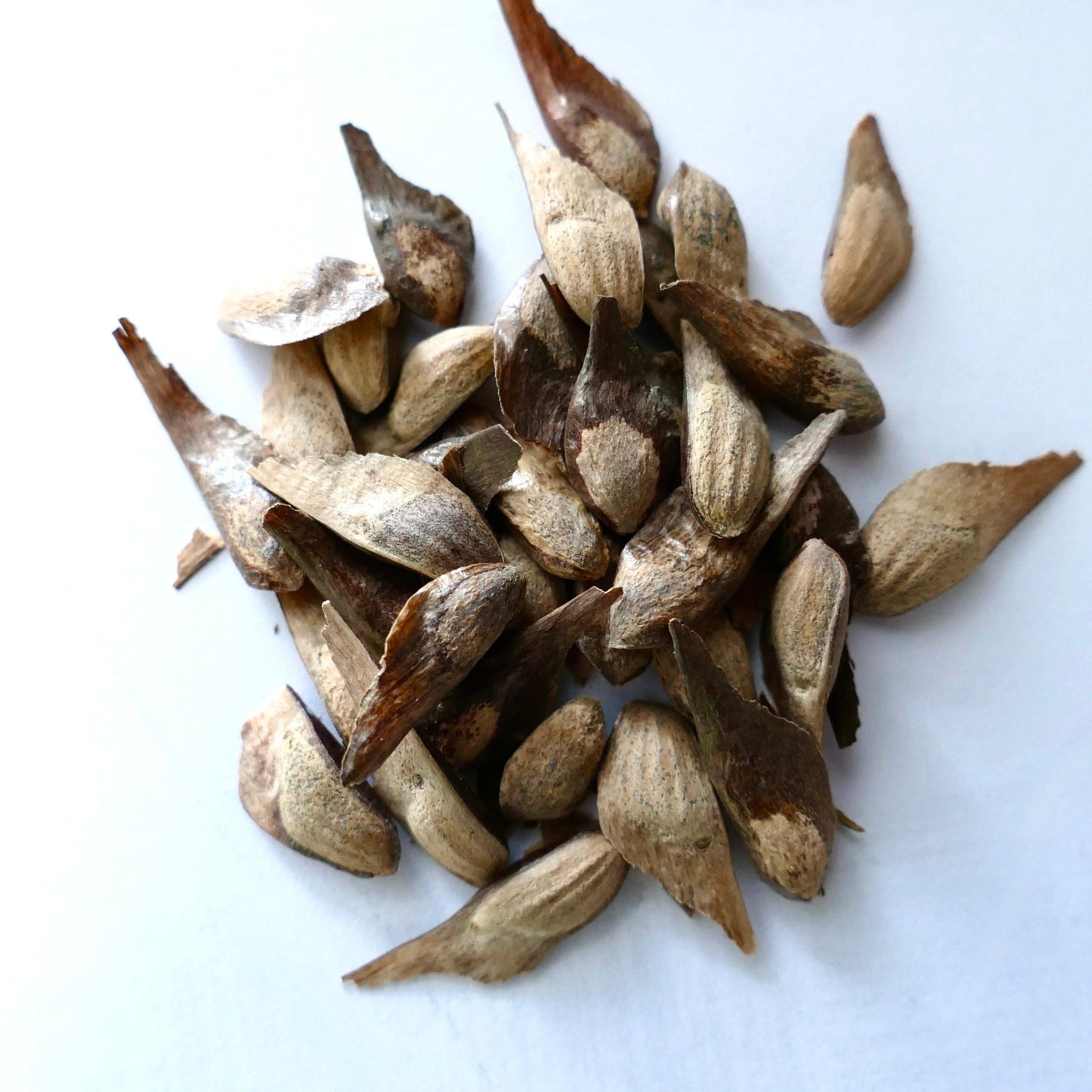 Pinus palustris seeds with brown winged scales on white background