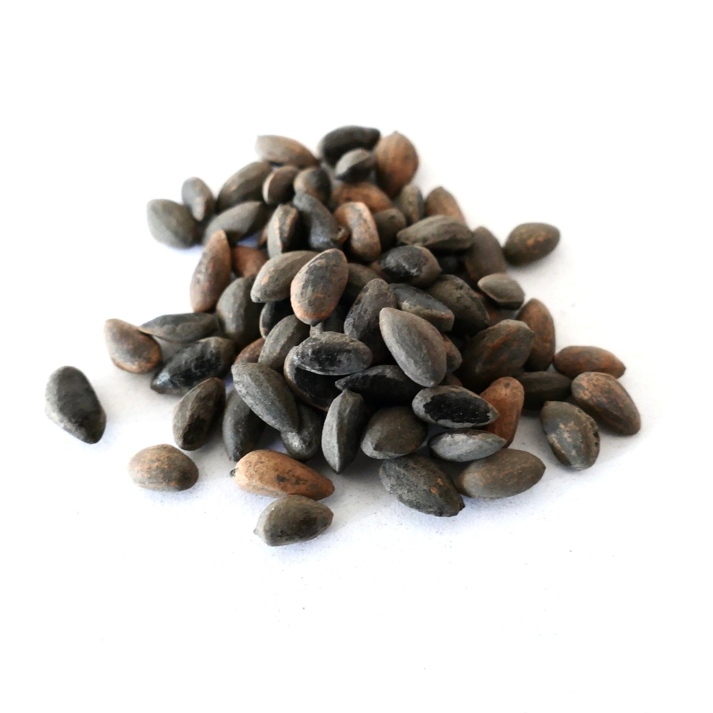 Pinus pinaster seeds close-up on white background for pine tree propagation