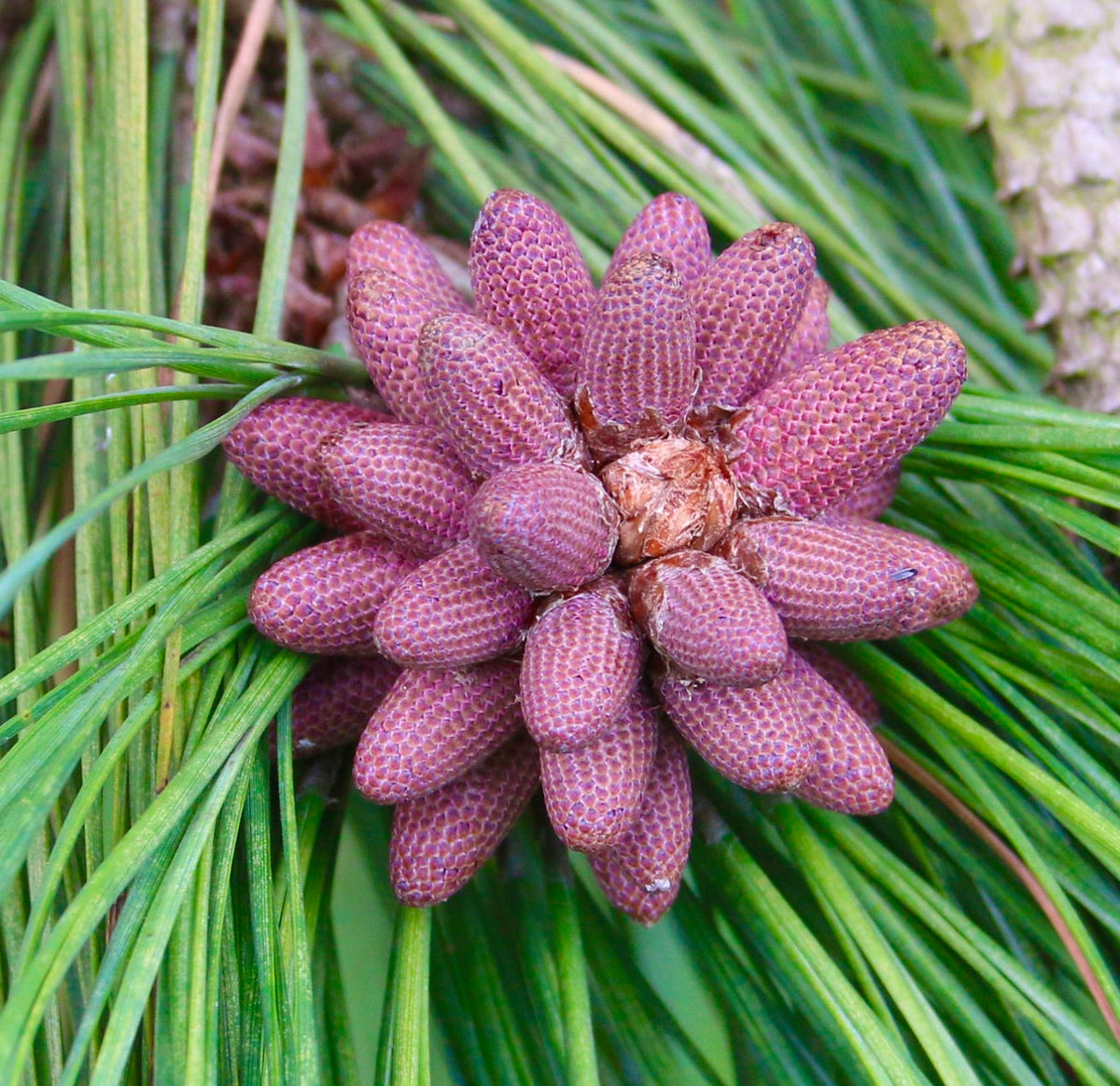 Pinus ponderosa 35-60cm | Ponderosa pine | Western yellow pine