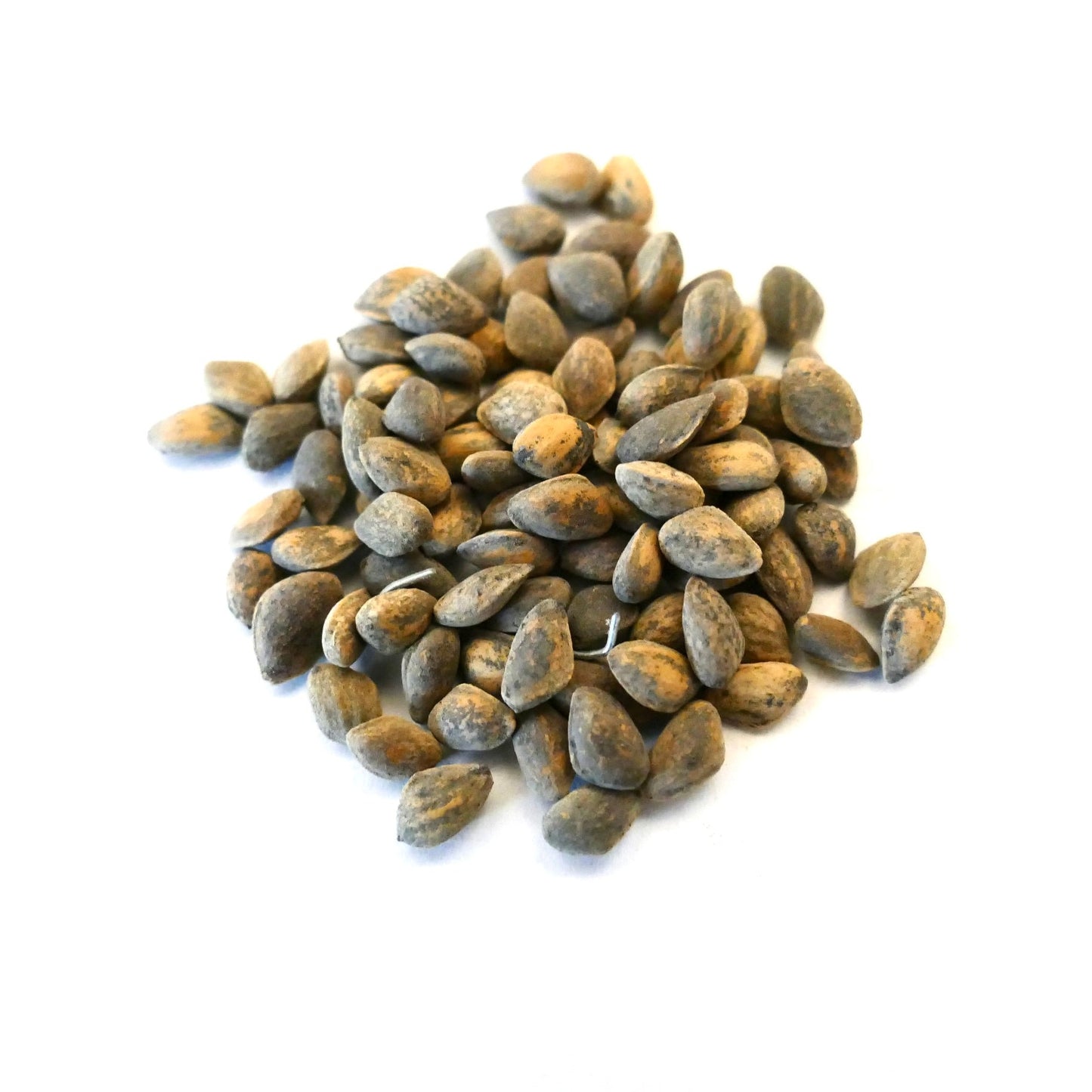 Pinus pseudostrobus var. apulcensis seeds close-up on white background