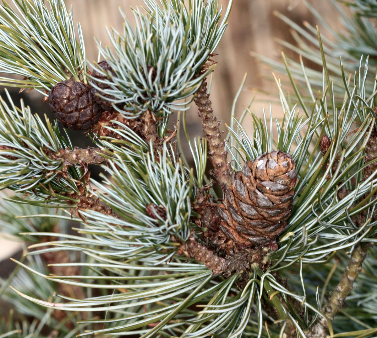 Pinus pumila (Sachalin Island, RUSSIA) 20-30cm | Siberian dwarf pine