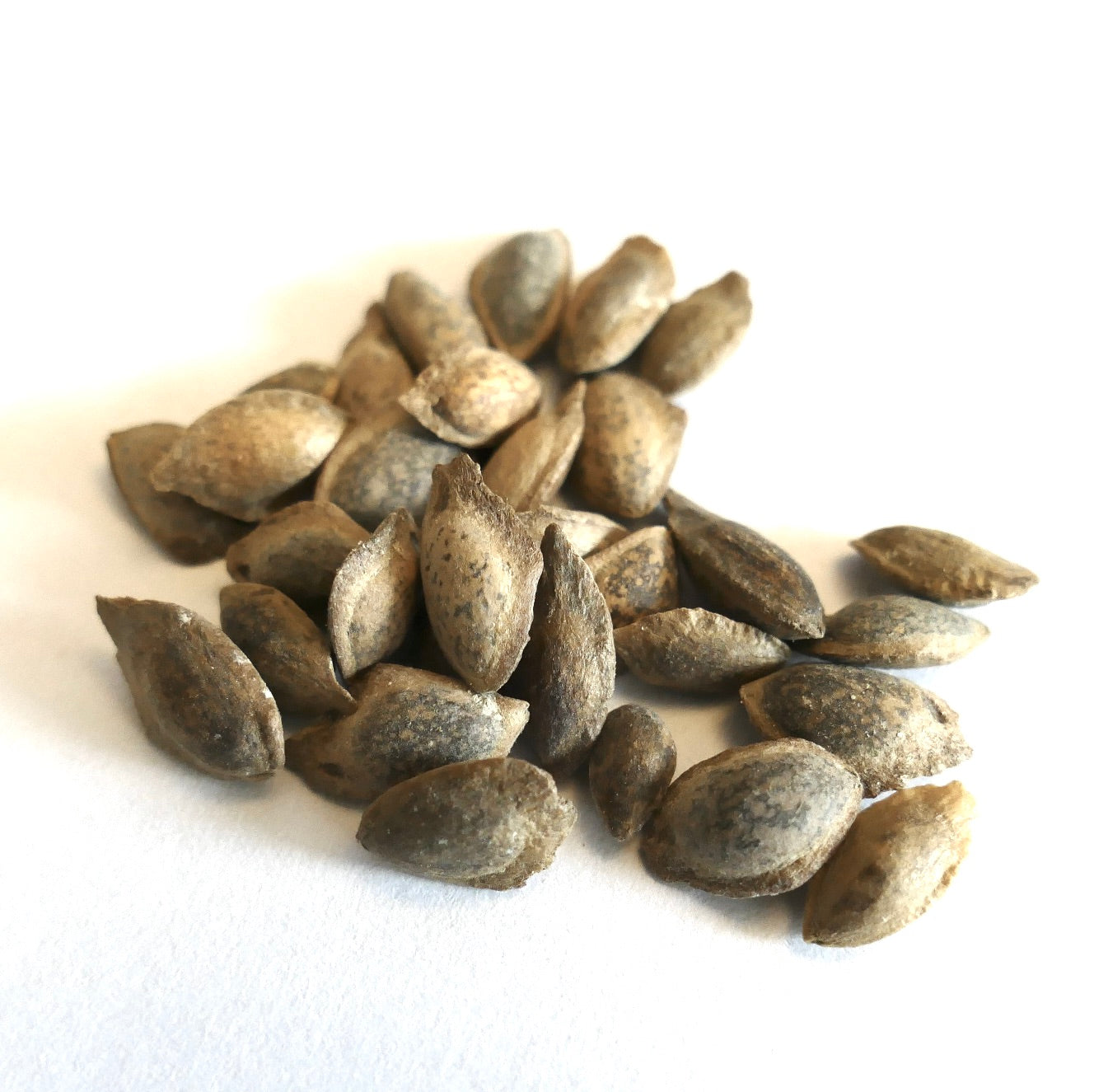 Pinus roxburghii | Chir Pine | SEEDS