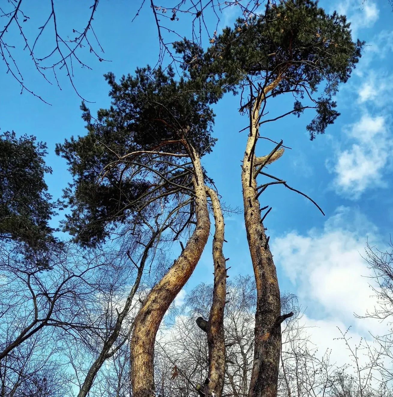 Alti rari alberi di conifere Pinus sylvestris con tronchi contorti contro il cielo azzurro