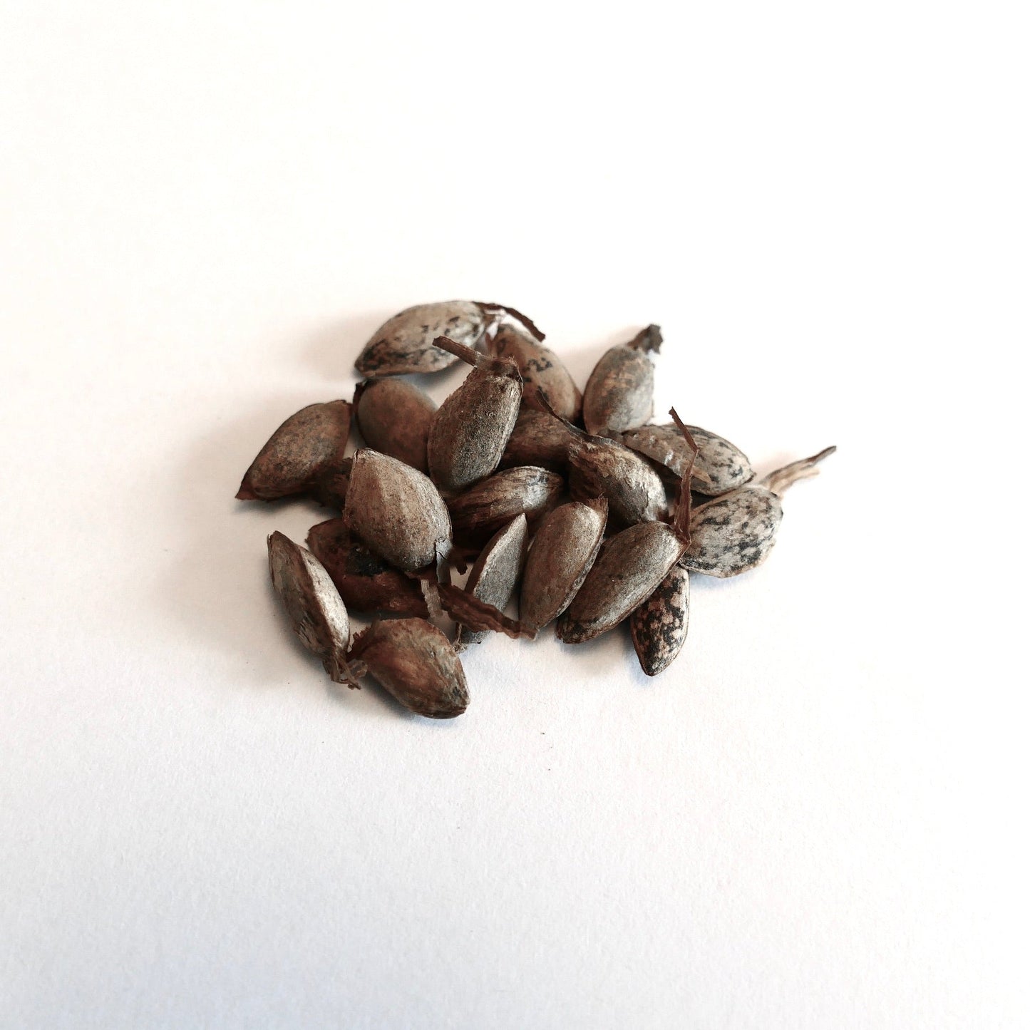 Pinus wallichiana seeds for rare Himalayan blue pine tree propagation